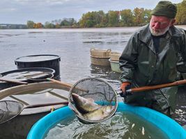 Pocernicky-velky-rybnik-vylov-16.10.25-10.jpg
