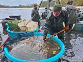 Pocernicky-velky-rybnik-vylov-16.10.25-7.jpg